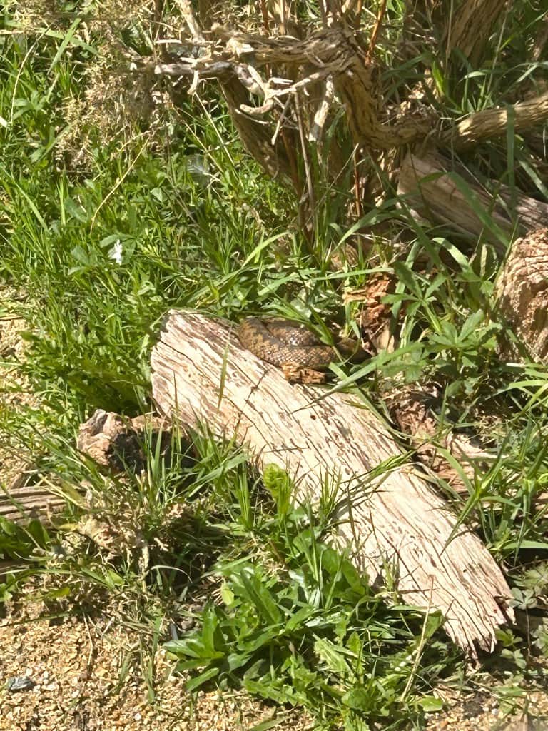 The Shutdown Response in Adolescents: When Teens Go Quiet