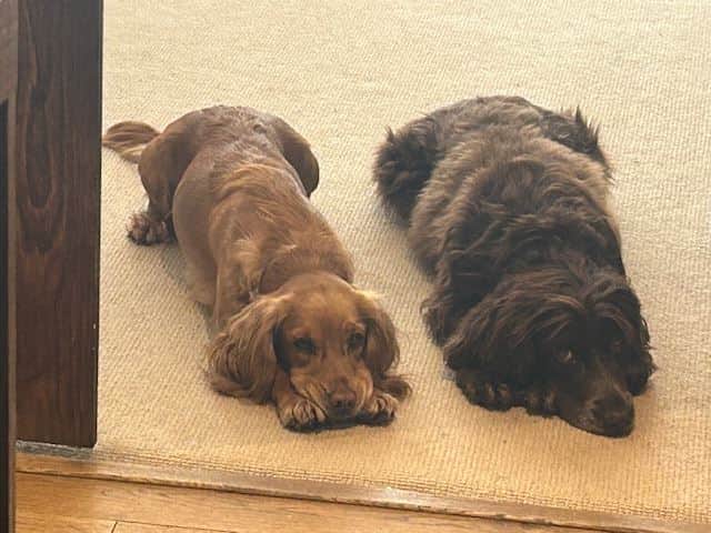 A Disclaimer, Two Spaniels, and a Genuine Question