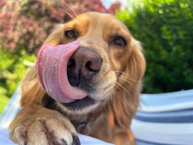 Spoil your dog day