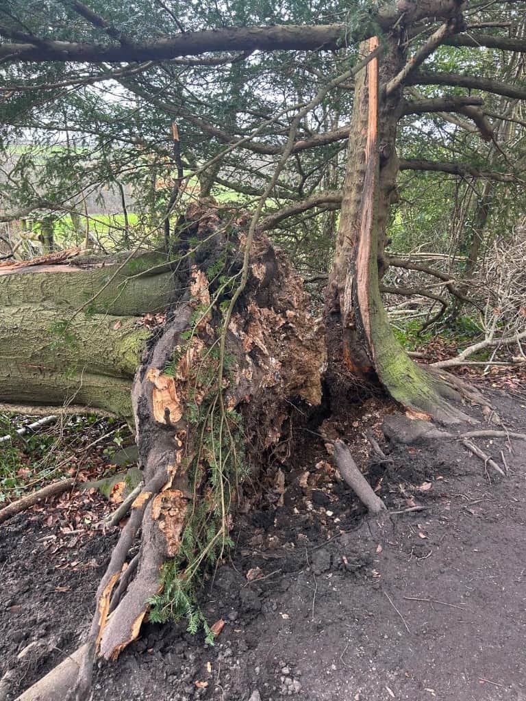 The Tree in the Storm: What a Windy Camping Trip Taught Me About Resilience