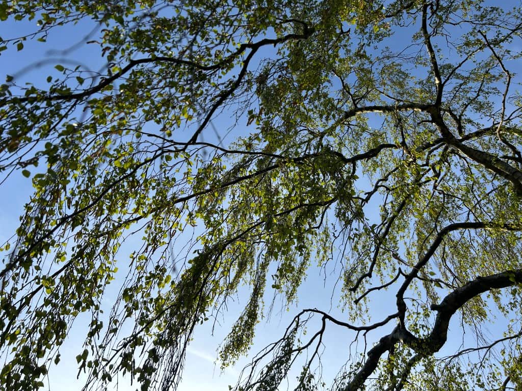 Exam Season Survival: A Guide for Young People (and Their Parents)