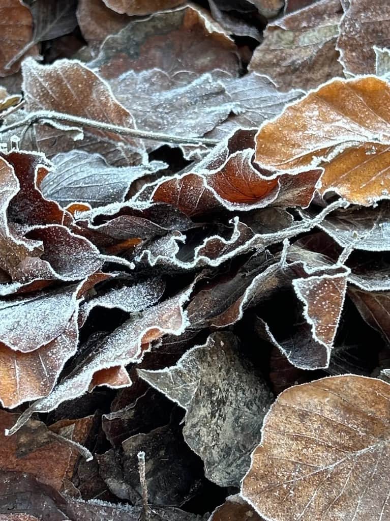 Therapeutic walks: nature as therapy